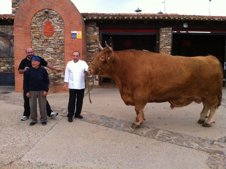 Pezuñas, o boi de raza rubia galega que chegou aos 2.200 quilos 