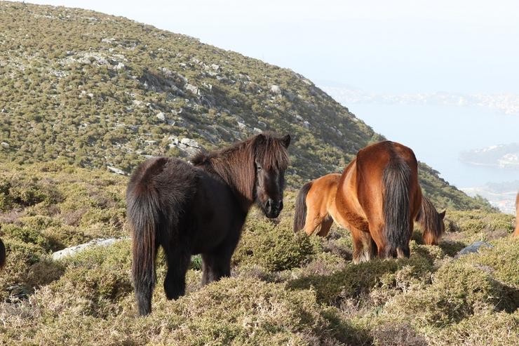 Cabalos salvaxes en Galicia / LAURA LAGOS.