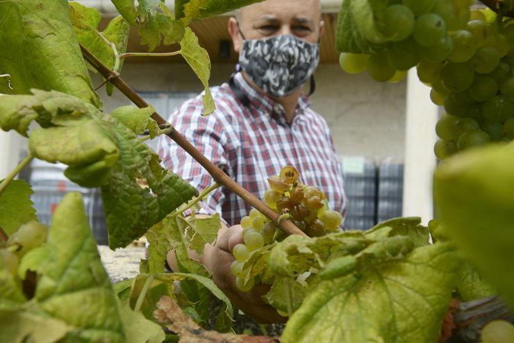 GRANIZADA, DANOS EN HORTAS, VIÑEDOS RIBEIRO E INSTALACIÓN ELÉCTRICA: Viñedo de variedade "treixadura" na adega Coto de Gomariz, na comarca do Ribeiro, danado pola granizada da tarde anterior.. ROSA VEIGA/EUROPA PRESS