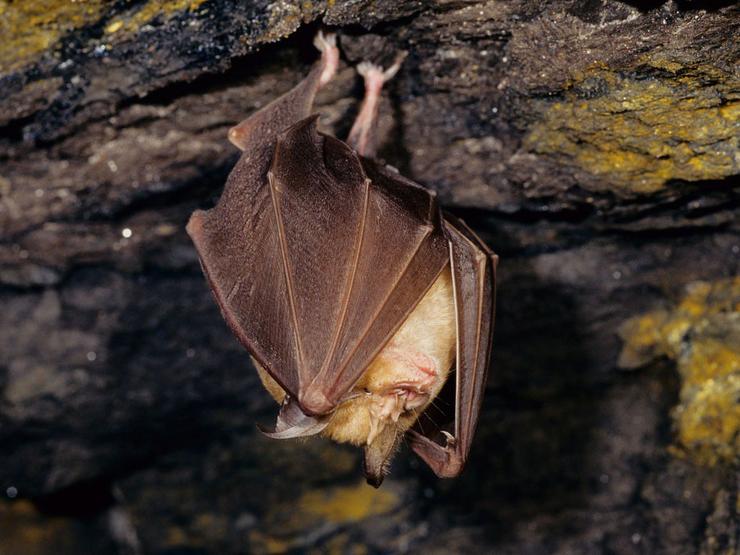 Morcegos de 26 especies viven en centrais hidroeléctricas de Endesa en cinco CCAA.. ENDESA 