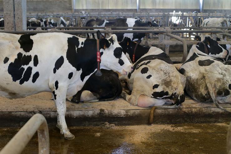 Vacas dunha gandaría de lácteo en Sabadelle, en Chantada./ Carlos Castro / Europa Press