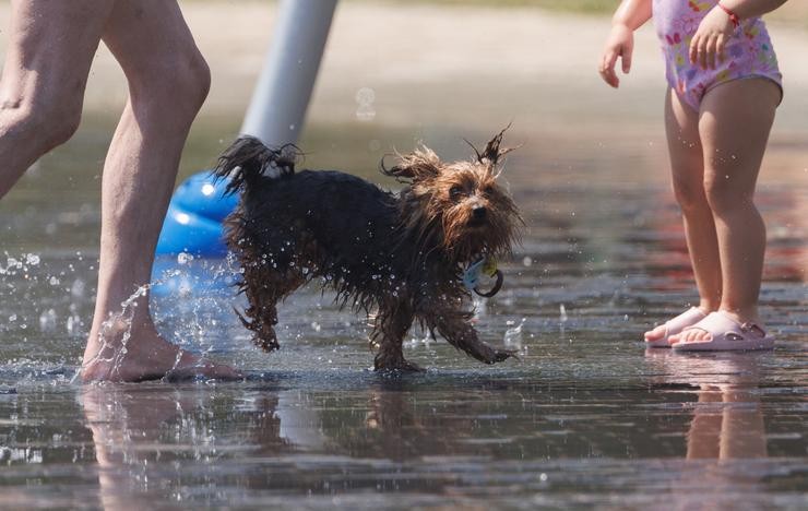 Un can xogo na auga para refrescarse 