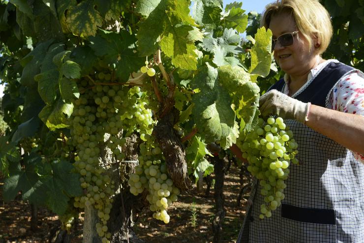 Vendima e carga de uvas en colector nunha das viñas que abastecen á adega Pazo do Mar en Feá, a 8 de setembro de 2023, nel Olivar, concello de Toén, Ourense. Rosa Veiga - Europa Press