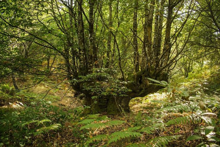 O gran castiñeiro de Surribas, incorporado ao catálogo galego de árbores senlleiras 