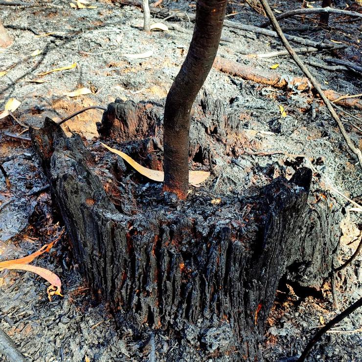 O monte de Rois case tres semanas despois do incendio forestal que arrasou 130 hectáreas 