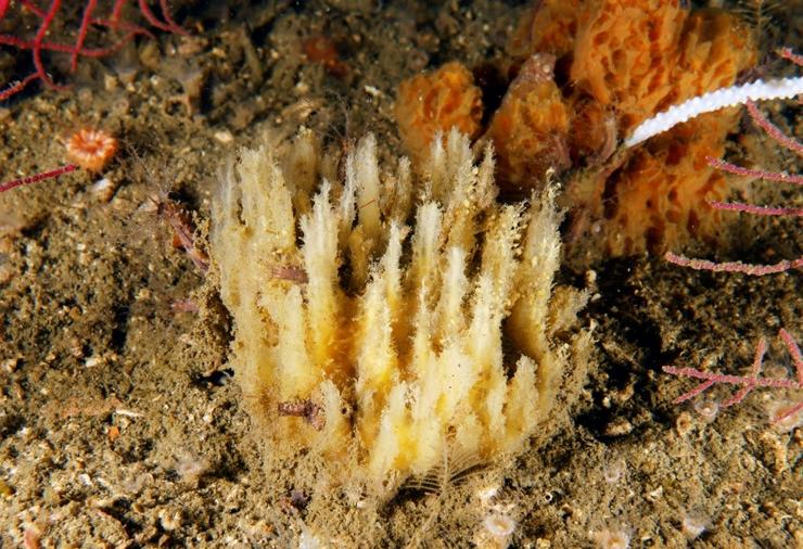  A Biemna begonae, unha nova esponxa mariña atopada nas augas da ría da Arousa / IEO