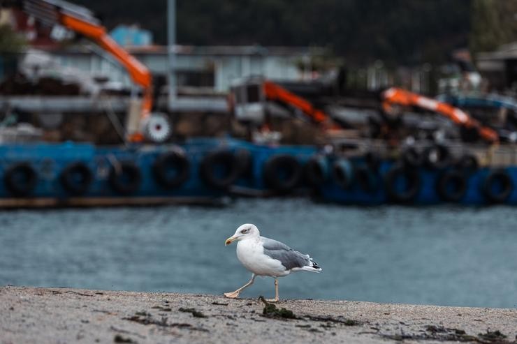 Unha gaivota no Porto de Cangas na Ría de Vigo, a 17 de outubro de 2023, en Cangas / Agostime - Arquivo