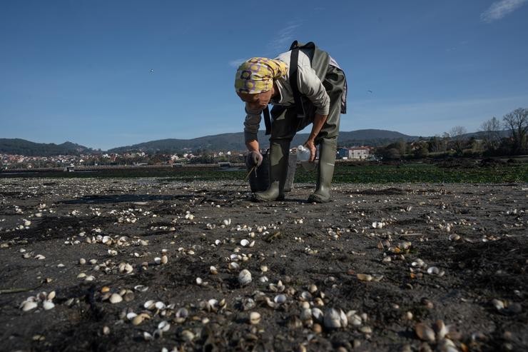 Unha mariscadora colle unha cría de ameixa na enseada de San Simón cando hai queixa dos mariscadores por baixa producion / Adrián Irago - Europa Press