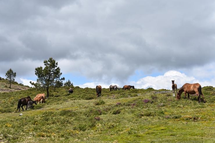 Poldros e cabalos no monte O Peón. LEONISA  / Europa Press
