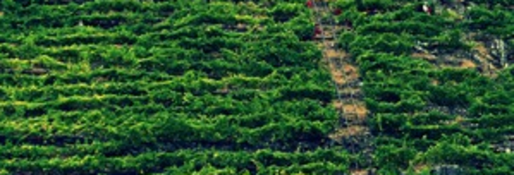 Viñedos na Ribeira Sacra