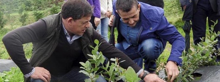 Besteiro nunha visita as instalacións de Horticina, a primeira gran produtora de arandeiras galegas