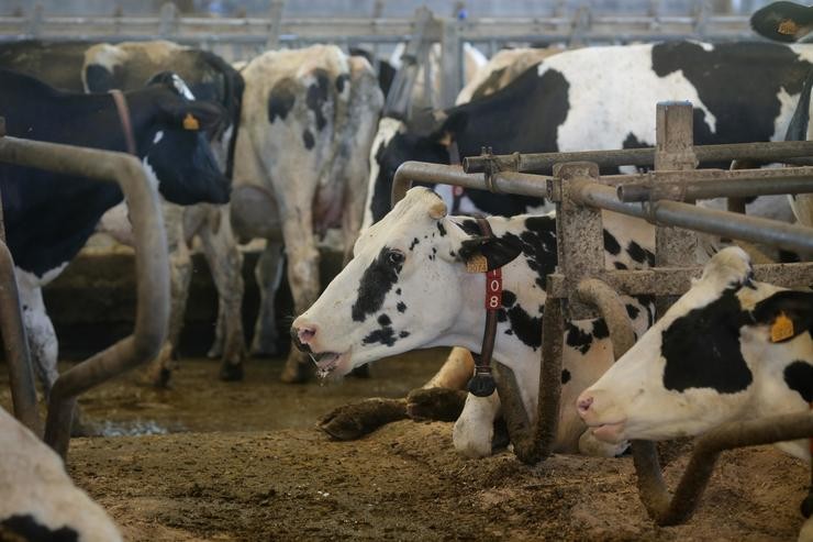Vacas dunha gandaría de lácteo en Sabadelle 