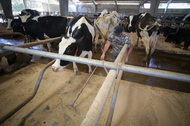Un gandeiro xunto a vacas dunha gandaría de lácteo.