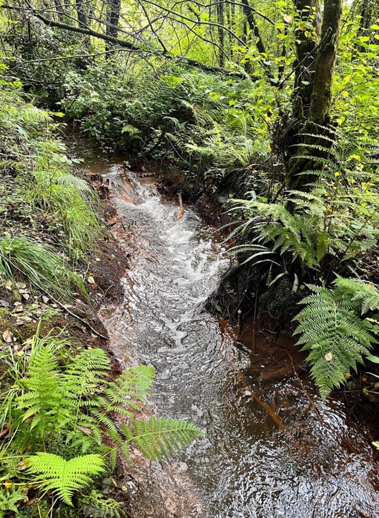 Río Pucheiras limpo 