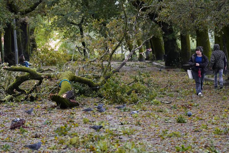 Unha árbore caída a causa do vento provocado pola borrasca Kirk no parque da Alameda, a 9 de outubro de 2024, en Santiago de Compostela, A Coruña, Galicia.. Álvaro Ballesteros - Europa Press 