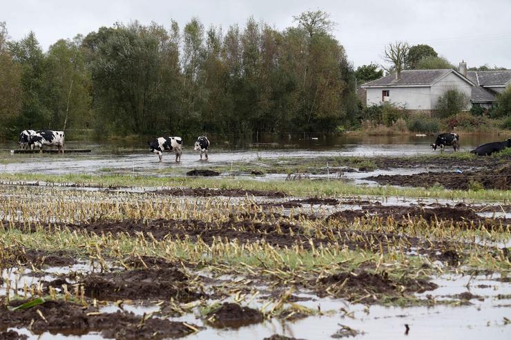 Vacas nun pasto alagado polo desbordamento do río Anllo 