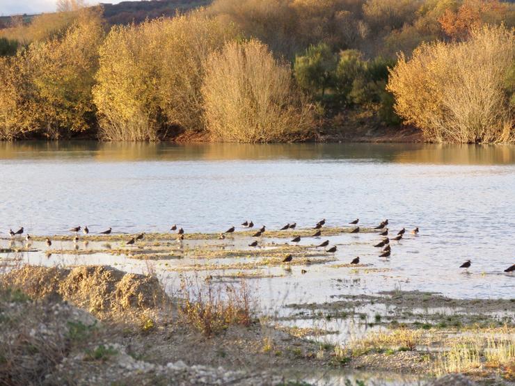 Algunhas das aves que se atopan na Lagoa de Antela / Ecoloxistas en Acción