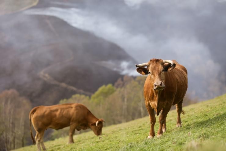 Varias vacas pastan cun fondo de monte queimado no Sollío, a 30 de marzo de 2023, en Baleira 