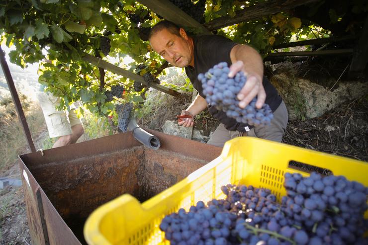 O colleiteiro estadounidense Zak Elfman recolle acios de godello e garnacha, a 9 de setembro de 2022, na Ribeira Sacra 