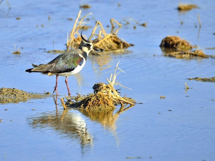 Arquivo - Especie de avefría europea.. DPT - Arquivo 