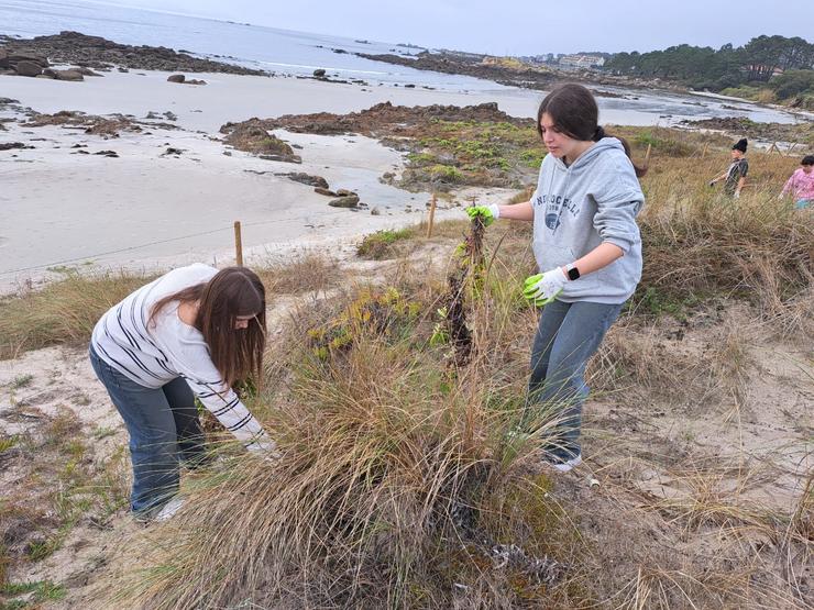 Estudantes durante a retirada de especies invasoras nas dunas do Grove / Afundación