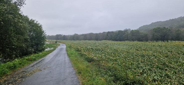 Campo de millo completamente desfeito tras o paso da borrasca Kirk 