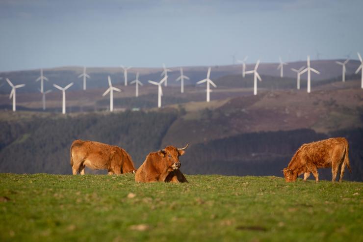  Varias vacas no parque eólico de Vilachá, entre  os concellos lucenses de Ourol e Muras / Carlos Castro