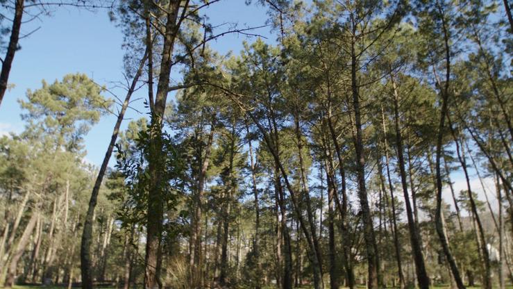 Bosque de Naturgy en Cabanas 