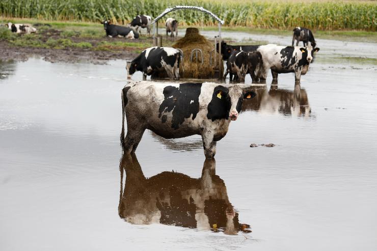 Vacas nun pasto alagado polo desbordamento do río Anllo, a 9 de outubro de 2024, en Goá, Vilalba, Lugo, Galicia (España). A Axencia Estatal de Meteoroloxía (AEMET) puxo a Galicia en alerta laranxa pola borrasca Kirk, que provoca refachos de v. Carlos Castro - Europa Press 