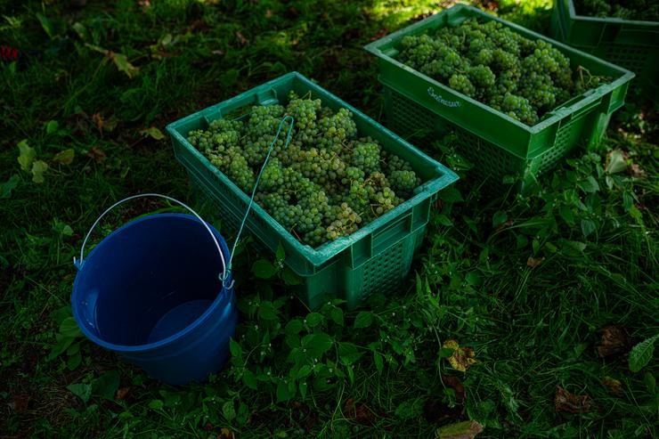 Arquivo - Varias caixas cheas de uvas durante a época de vendima, a 8 de setembro de 2023, en Meaño, Pontevedra, Galicia (España). A Denominación de Orixe Rías Baixas é unha pequena zona do Noroeste de España, na que 5.011 viticultores, máis de 1. Elena Fernández - Europa Press - Arquivo / Europa Press