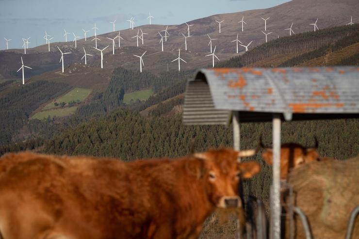 Arquivo - Varias vacas no parque eólico de Vilachá, a 15 de marzo de 2024, en Lugo, Galicia (España). Devandito parque, que se atopa entre os concellos lucenses de Ourol e Muras, viu paralizada (polo Tribunal Superior de Xustiza de Galicia) o seu. Carlos Castro - Europa Press - Arquivo 