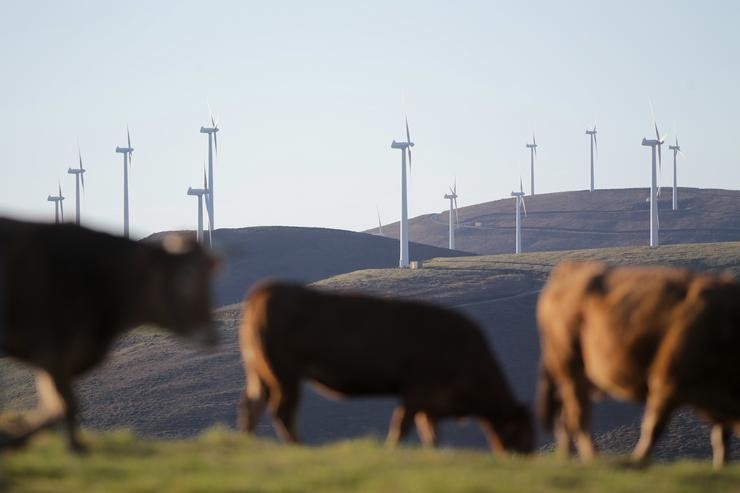 Varias vacas camiñan fronte a aeroxeradores no Parque eólico de Montouto, da Serra do Xistral