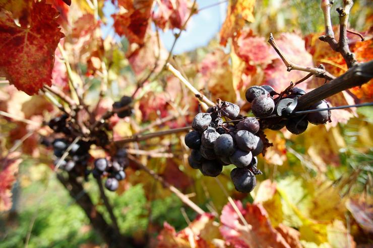 Acio de uvas nunha vide, a 1 de novembro de 2024, en Sober. A falta de man de obra para facer a recolección das mazás e as uvas na provincia de Lugo provocou que máis de 600.000 quilos de froita queden sen recoller.. Carlos Castro - Europa Press 