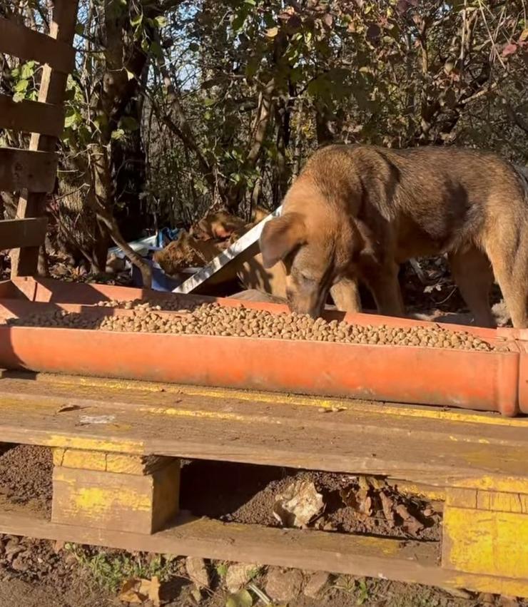 Can da rúa comendo nun vertedoiro / Instagram  @unavidacamper