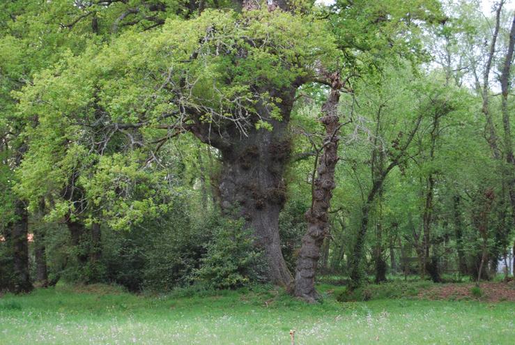 Carballa da Rocha ou da Saínza, un dos carballos máis antigos e rexos de Galicia 