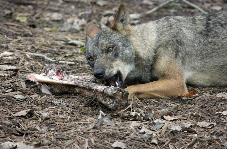 Arquivo - Un lobo come os restos dun animal.. ASAJA ESTREMADURA - Arquivo 