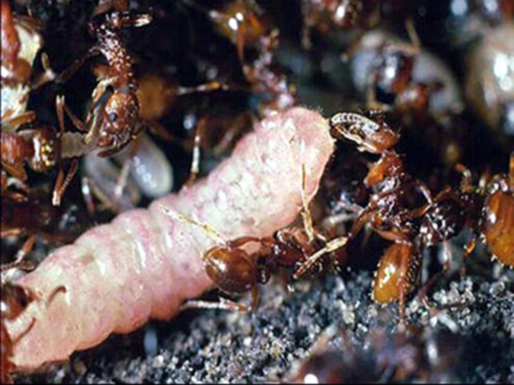 Formigas 'Myrmica' criando a unha eiruga de bolboreta 'Malicunea alcon' 