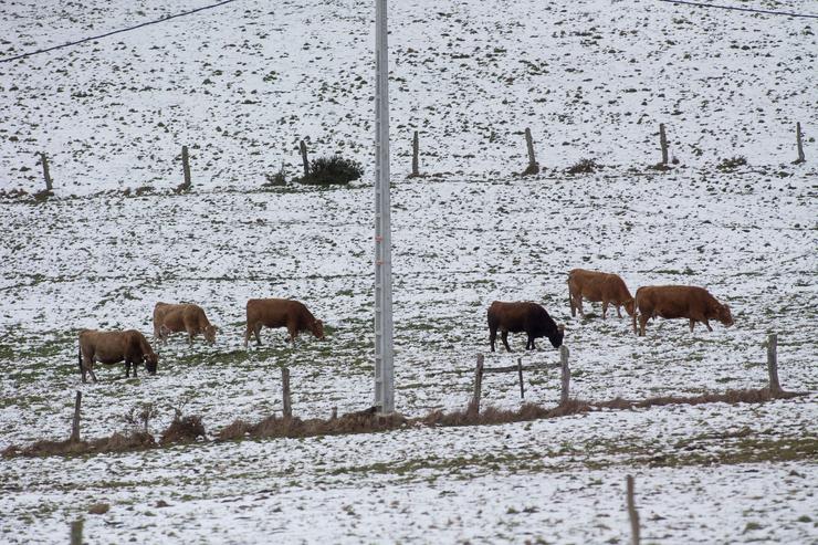 Varias vacas nun campo cuberto de neve na Fonsagrada 