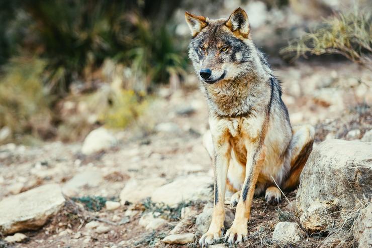 Lobo ibérico. Lobos. LESPRE. WWF - Arquivo