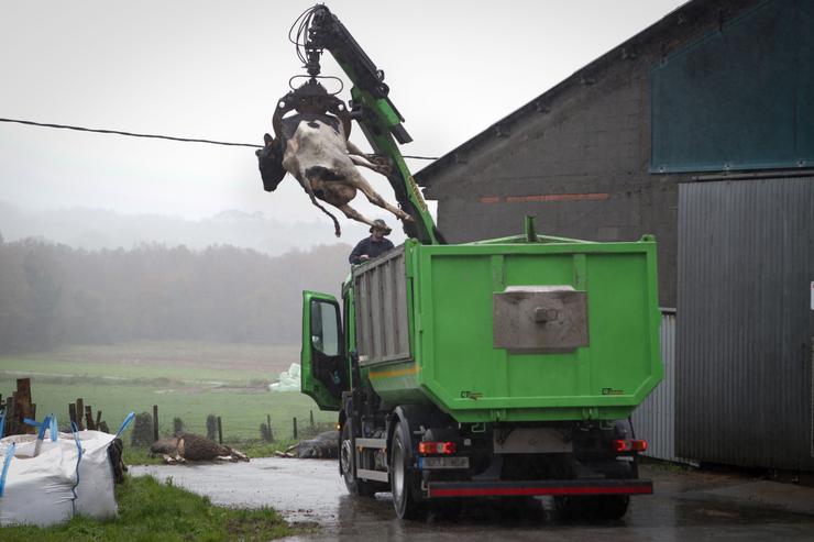 Arquivo - Un camión levanta a unha vaca morta para depositala nun colector, nunha gandaría de lácteo na parroquia de Piñeiro, a 14 de novembro de 2023, en Xermade, Lugo, Galicia (España). Son 18 comarcas veterinarias as afectadas por algún bro. Carlos Castro - Europa Press - Arquivo 