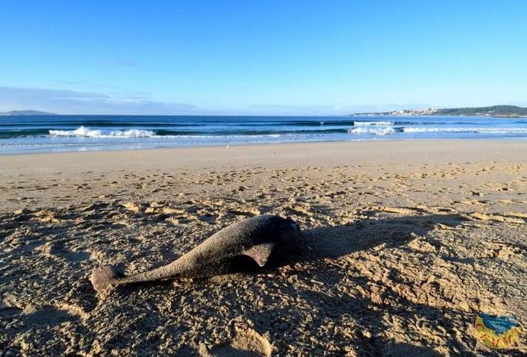 Toniña varada en decembro na costa galega 