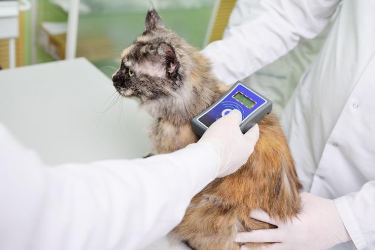 Un gato atendido nunha clínica veterinaria. COLEXIO DE VETERINARIOS - Arquivo