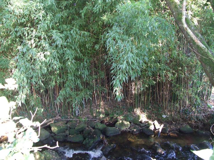 Masas de bambú no río Barosa, no concello de Barro 