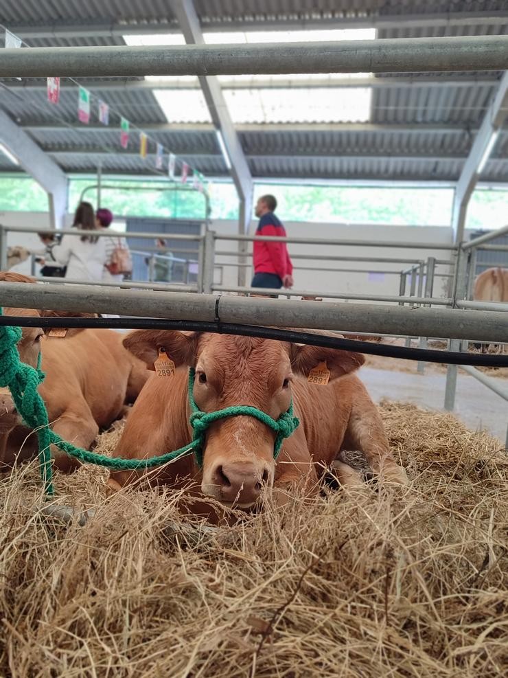 Exemplar de Rubia Galega na Feira de Sarria