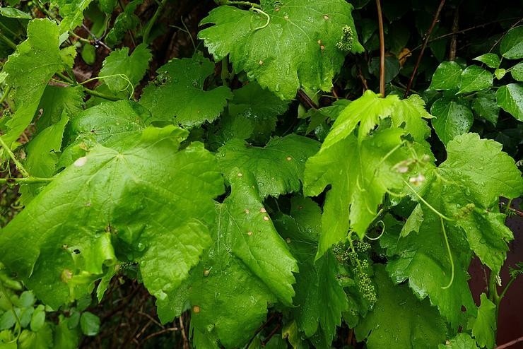 Varias manchas de 'black rot' nunha vida 