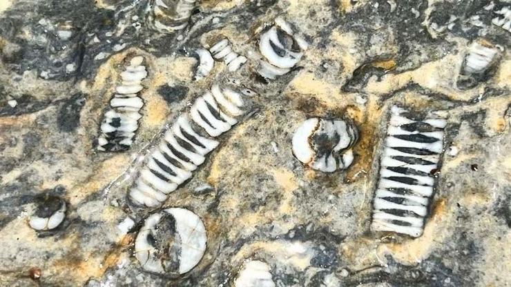 Restos dos fósiles incrustrados na pedra achados por Díaz Aira 