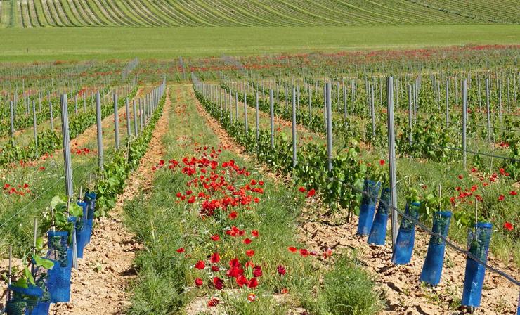 Arquivo - Recurso de fertilizantes agricultura ecolóxica. UNIUNA DE LLAURADORS - Arquivo