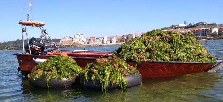 Invasión de algas en Carril 