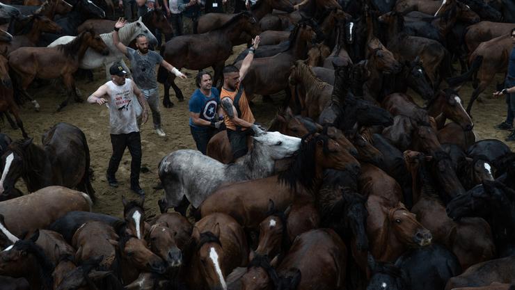 Os aloteiros achéganse aos cabalos no castro durante a Rapa das Bestas 2022, a 3 de xullo de 2022, en Sabucedo 