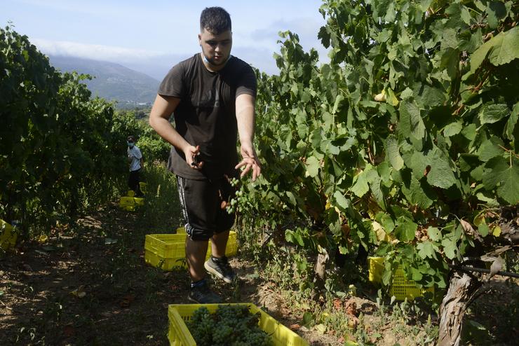 Arquivo - Viñedos. Rosa Veiga - Europa Press - Arquivo 